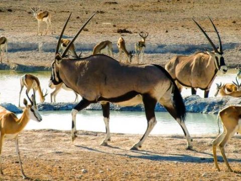 An einer Wasserstelle im Etosha Nationalpark