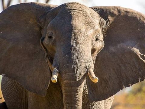 Elefant im Mudumu Nationalpark