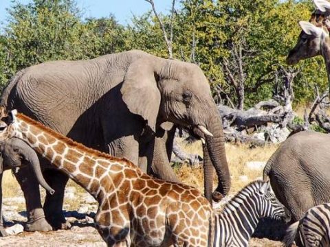 Elefanten und Giraffen am Wasserloch