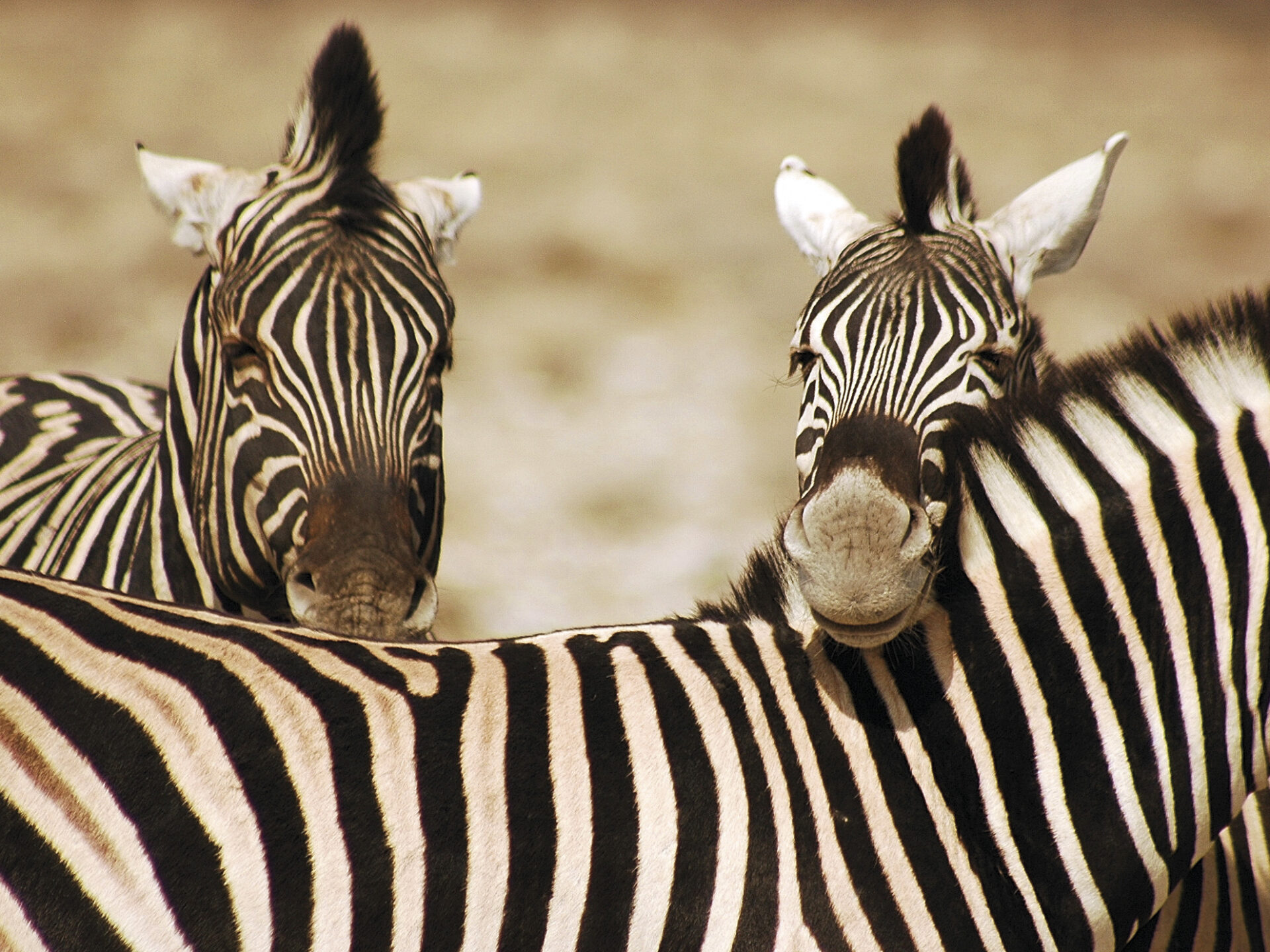 Zebras
