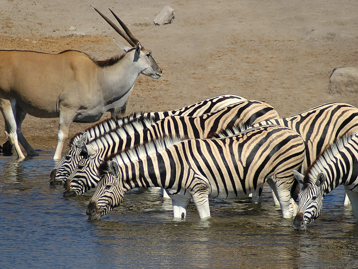 Tiere am Wasserloch