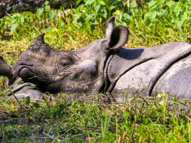 Nashorn im Chitwan Nationalpark