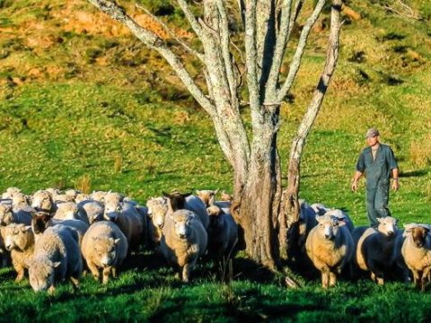 Was wäre Neuseeland ohne seine Schafe?
