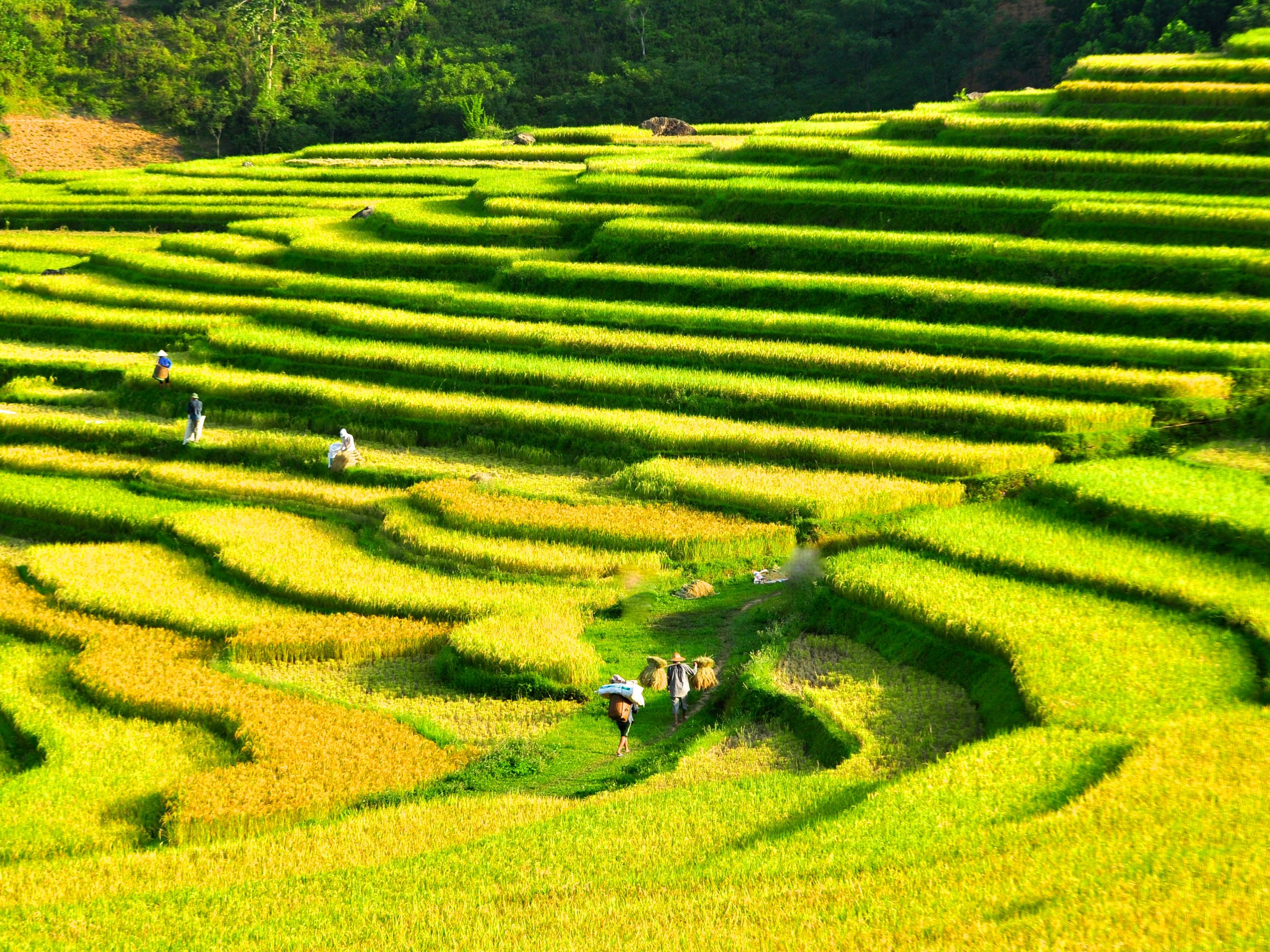 Pu Luong: Reisfelder