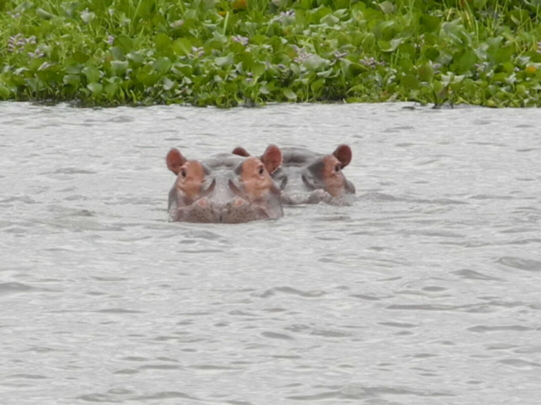 Bootssafari und Flusspferde im Shire River