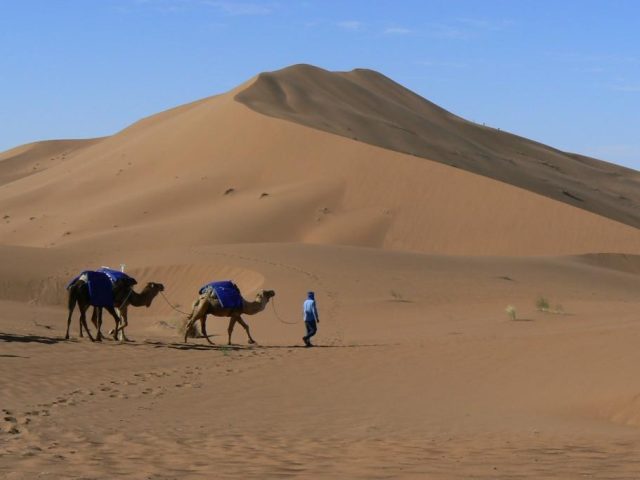 Dromedare Sahara