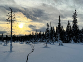Sallatunturi, verschneiter Wald