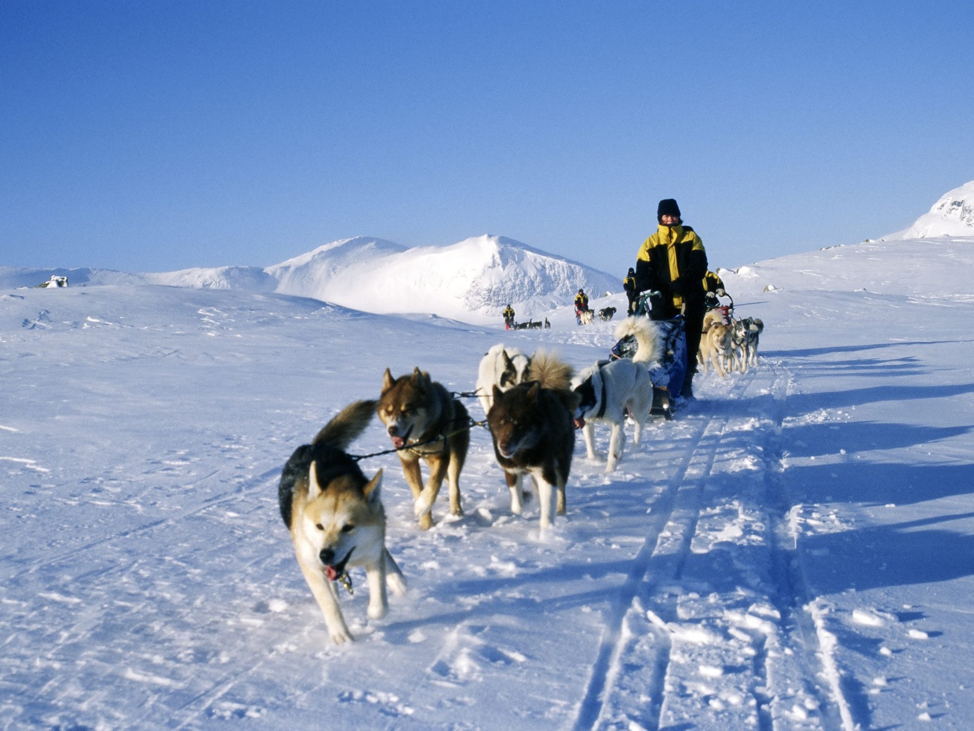 Schlittengespann mit Huskies