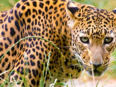 Leopard im Yala Nationalpark