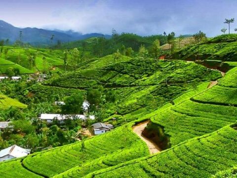 Teeplantagen auf den Nuwara Eliya Terrassen