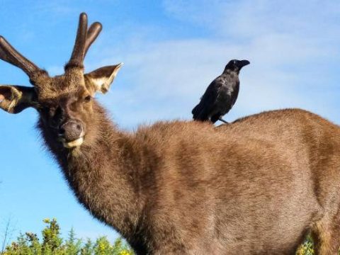 Samba-Hirsch im Horton Plains Nationalpark