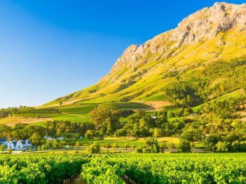 Weinanbau in Franschhoek