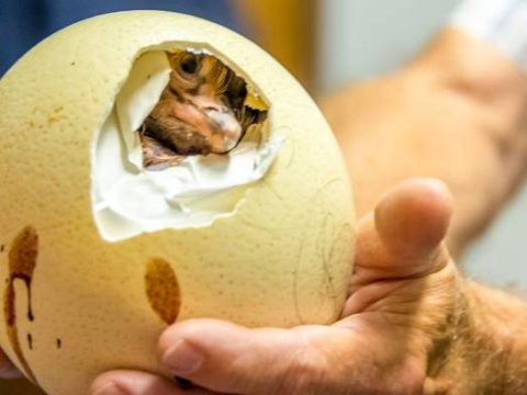 Straußenjunges schlüpft aus dem Ei