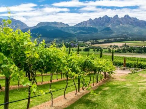 Weinanbau in der Provinz Westkap