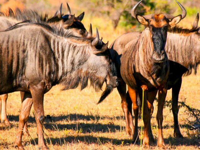 Gnu-Herde