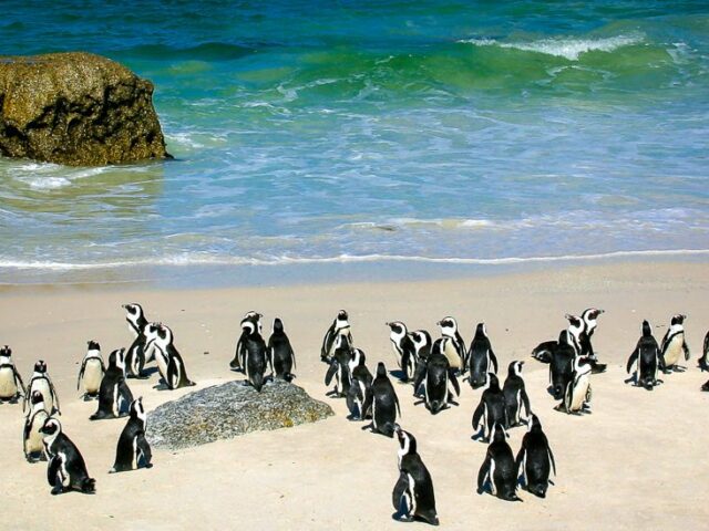 Brillenpinguine am Boulders Beach