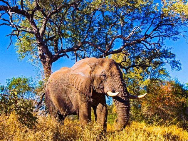 Elefant im Addo-Wildreservat