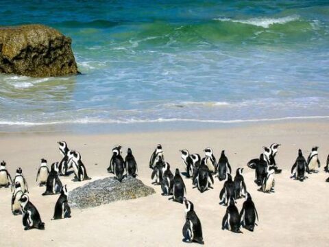 Brillenpinguine am Boulders Beach