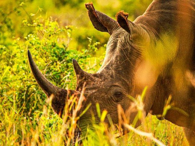 Südliches Breitmaulnashorn im Hluhluwe iMfolozi Nationalpark