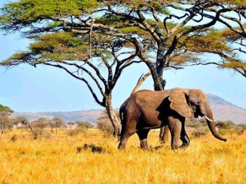 Elefant in der Serengeti