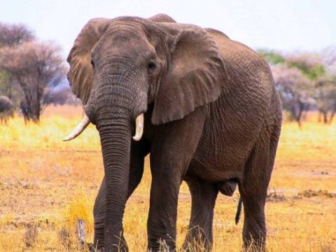 Elefant im Tarangire NP