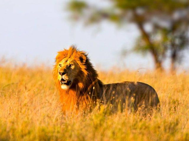 Löwe auf der Jagd in der Serengeti