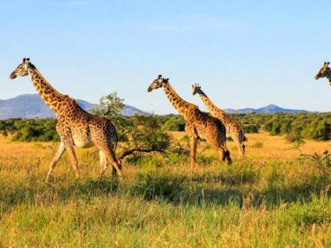 Giraffen in der Serengeti