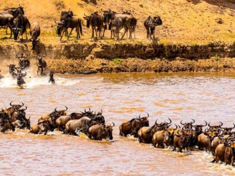 Wanderung der Gnus durch den Fluss Mara