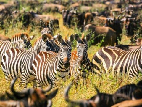 Zebras inmitten einer Gnuherde