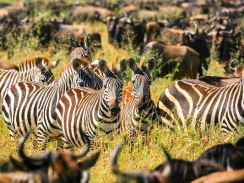 Zebra und Gnus in der Serengeti