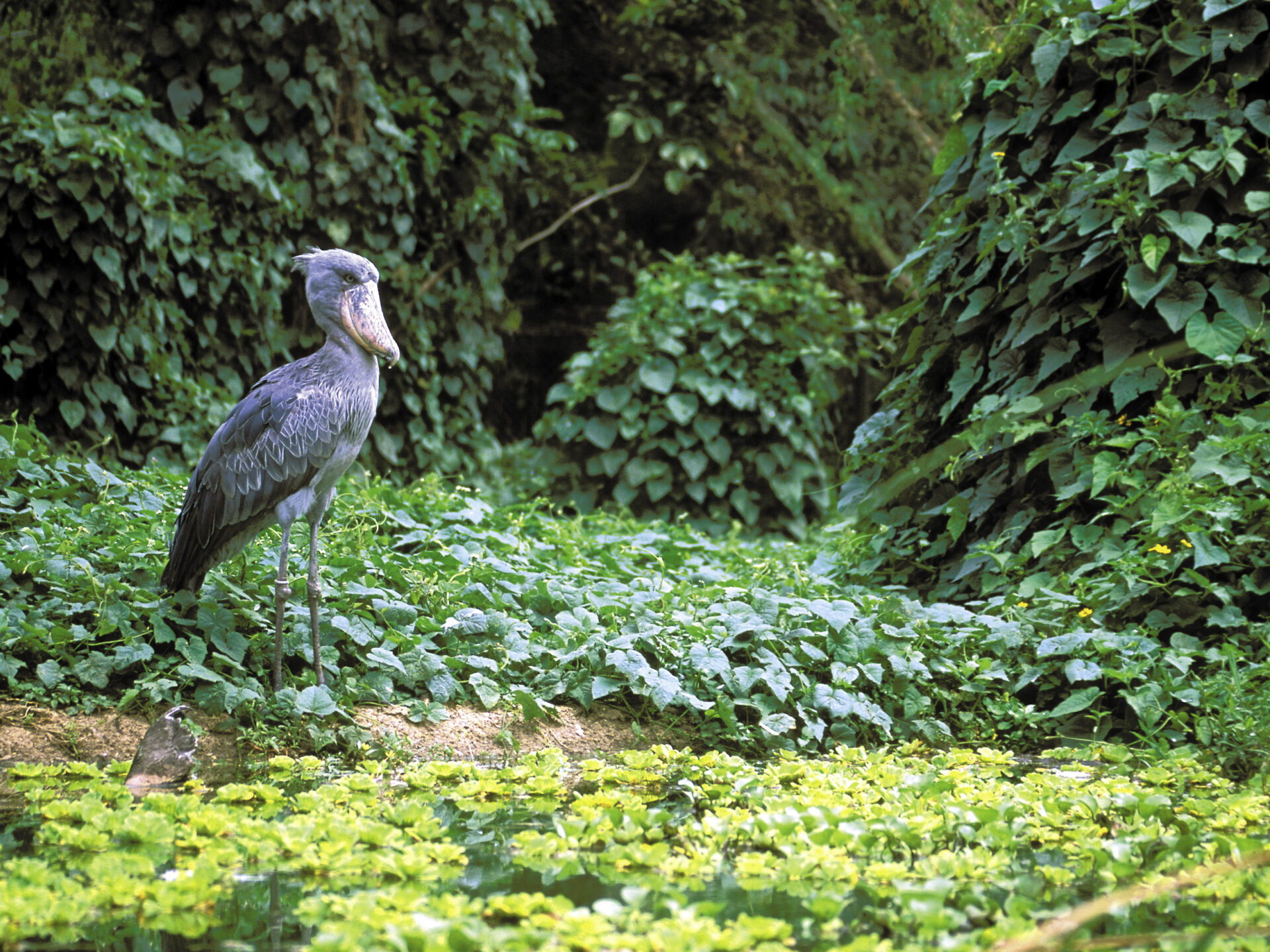 Marabu ("Schuhschnabel")