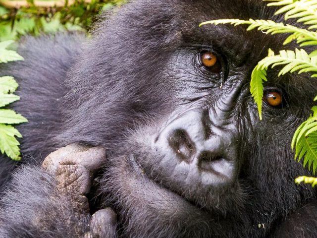 Auge in Auge mit dem Gorilla