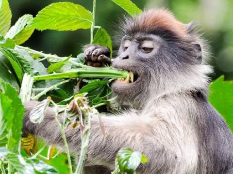 Colobus-Affe