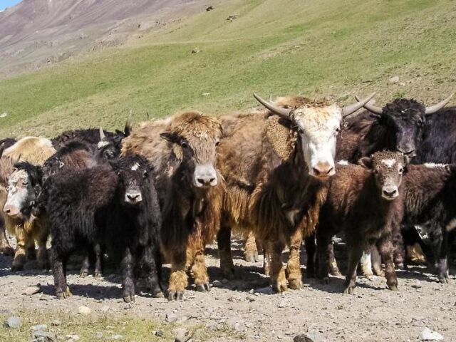 Yaks in den Bergen