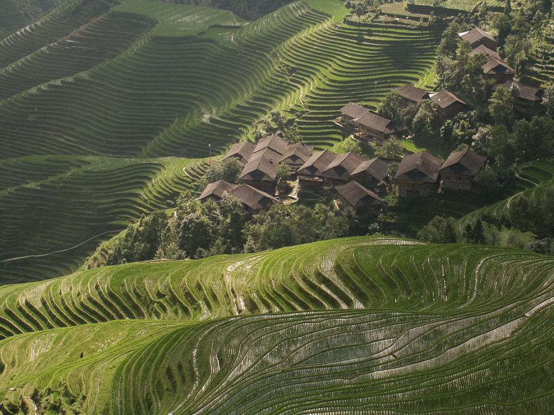 Reisterrassen von Longsheng