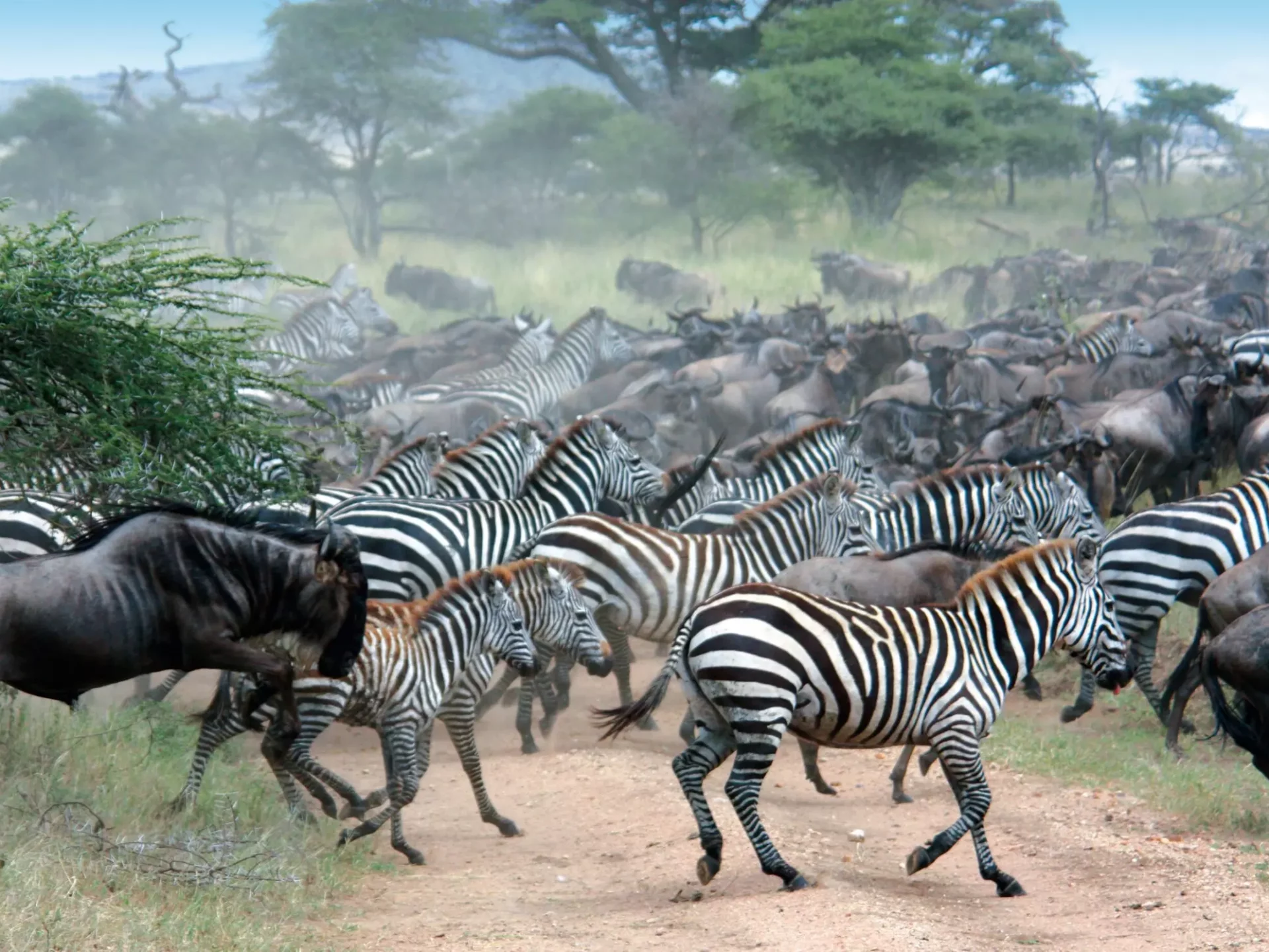 Zebras und Gnus - die "Große Tierwanderung"