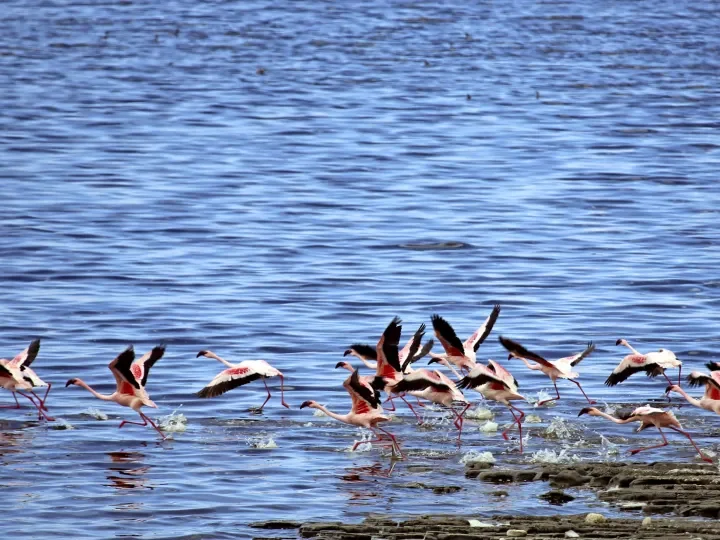 Flamingos am Shalla-See