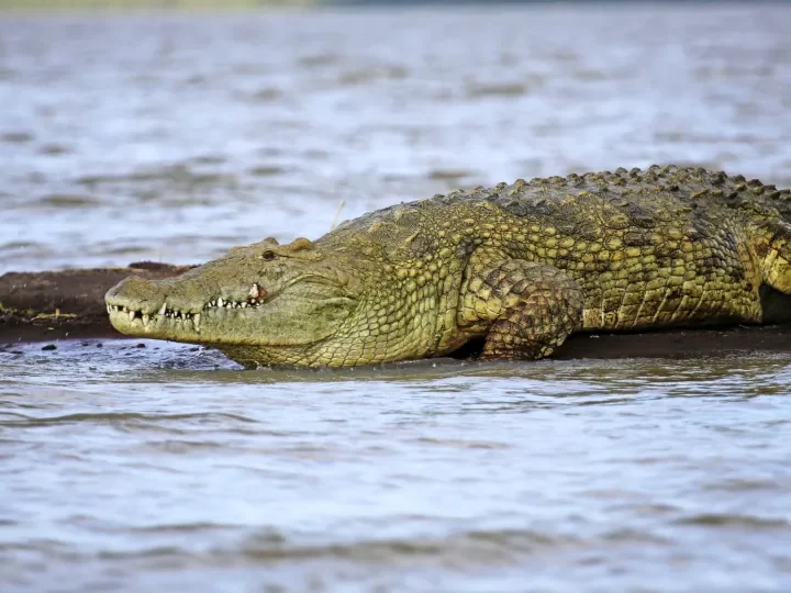 Krokodile