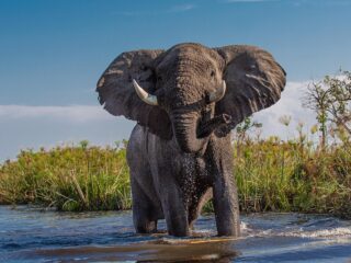 Elefant am Okavango-Ufer