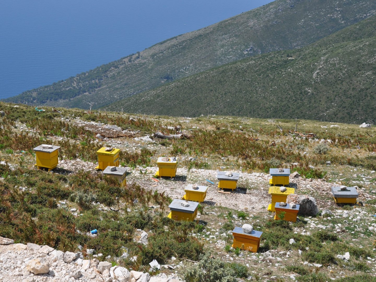 Bienenstöcke in den albanischen Bergen