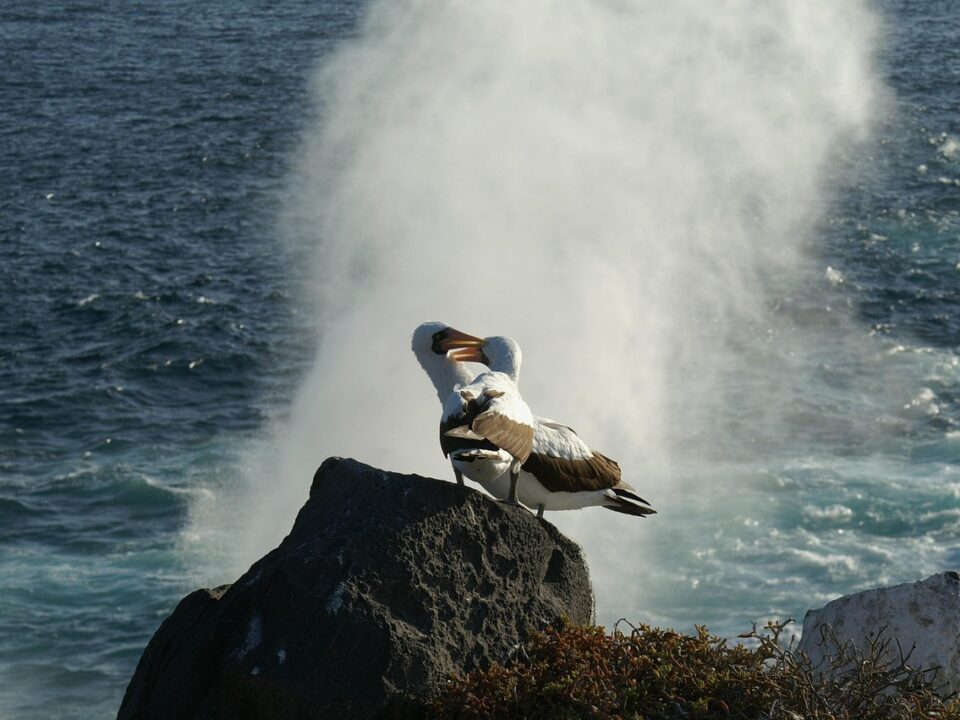 Albatrosse
