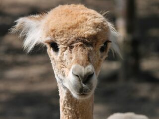 Alpaca