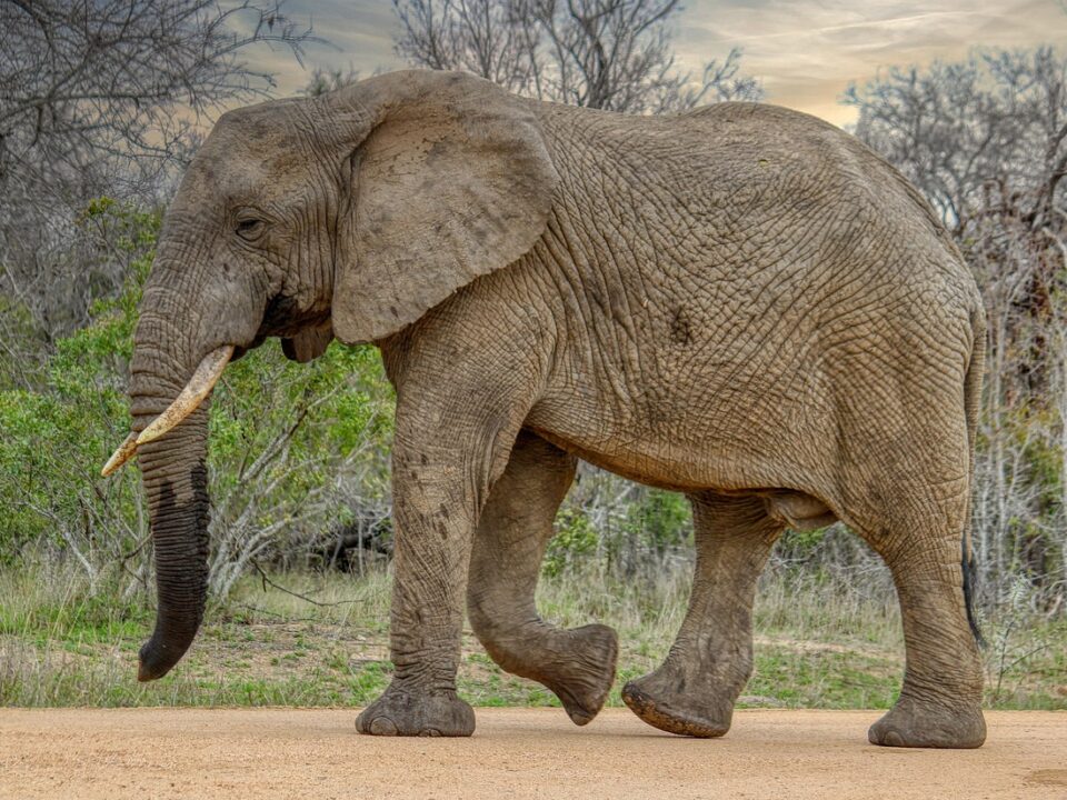 Elefant