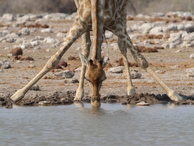 Giraffe beim Trinken