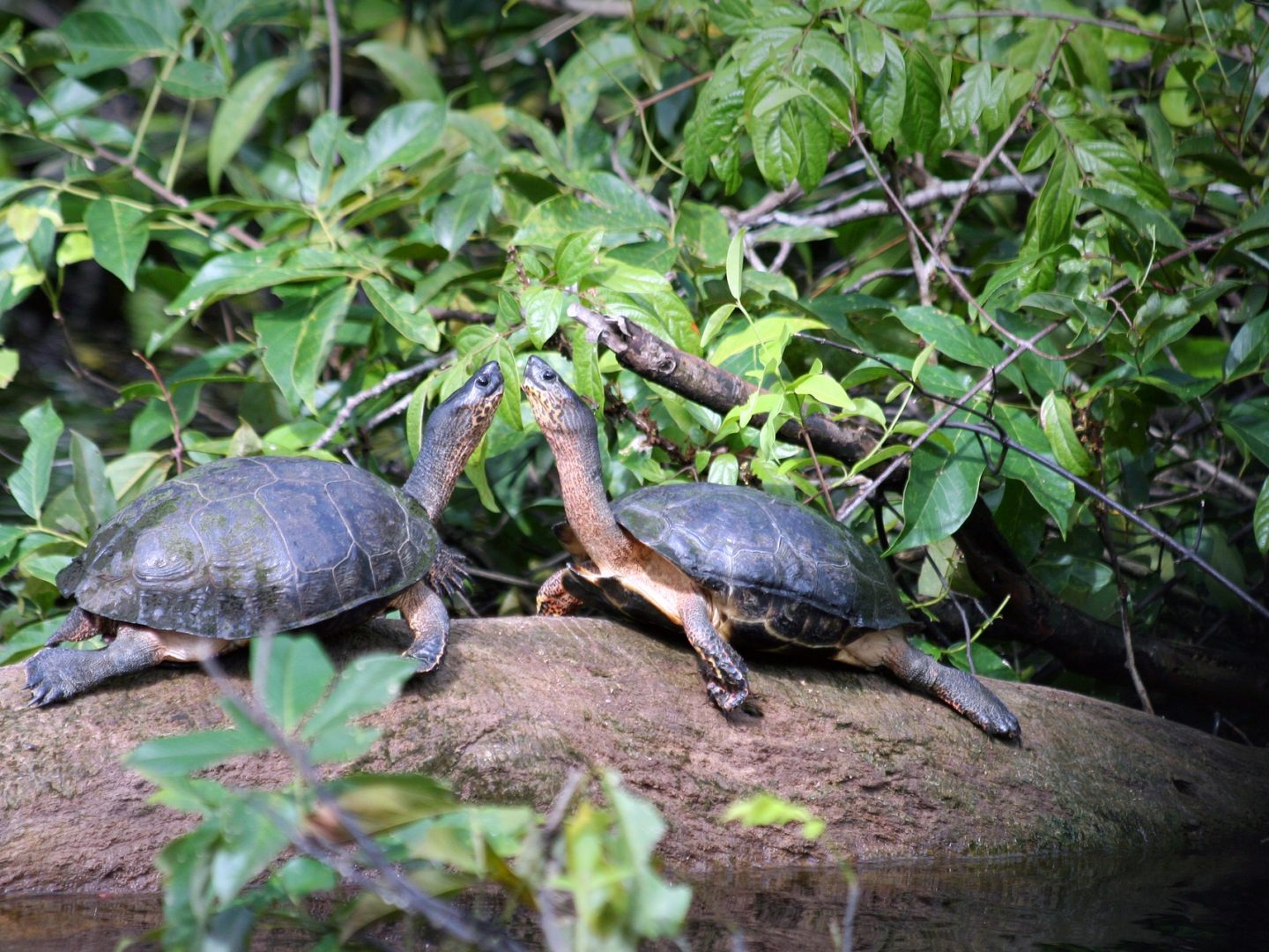 Schildkröten im Regenwald