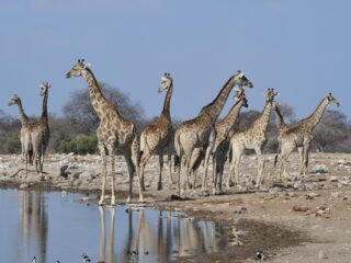 Giraffen am Wasserloch