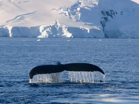 Schwanzflosse eines Buckelwals