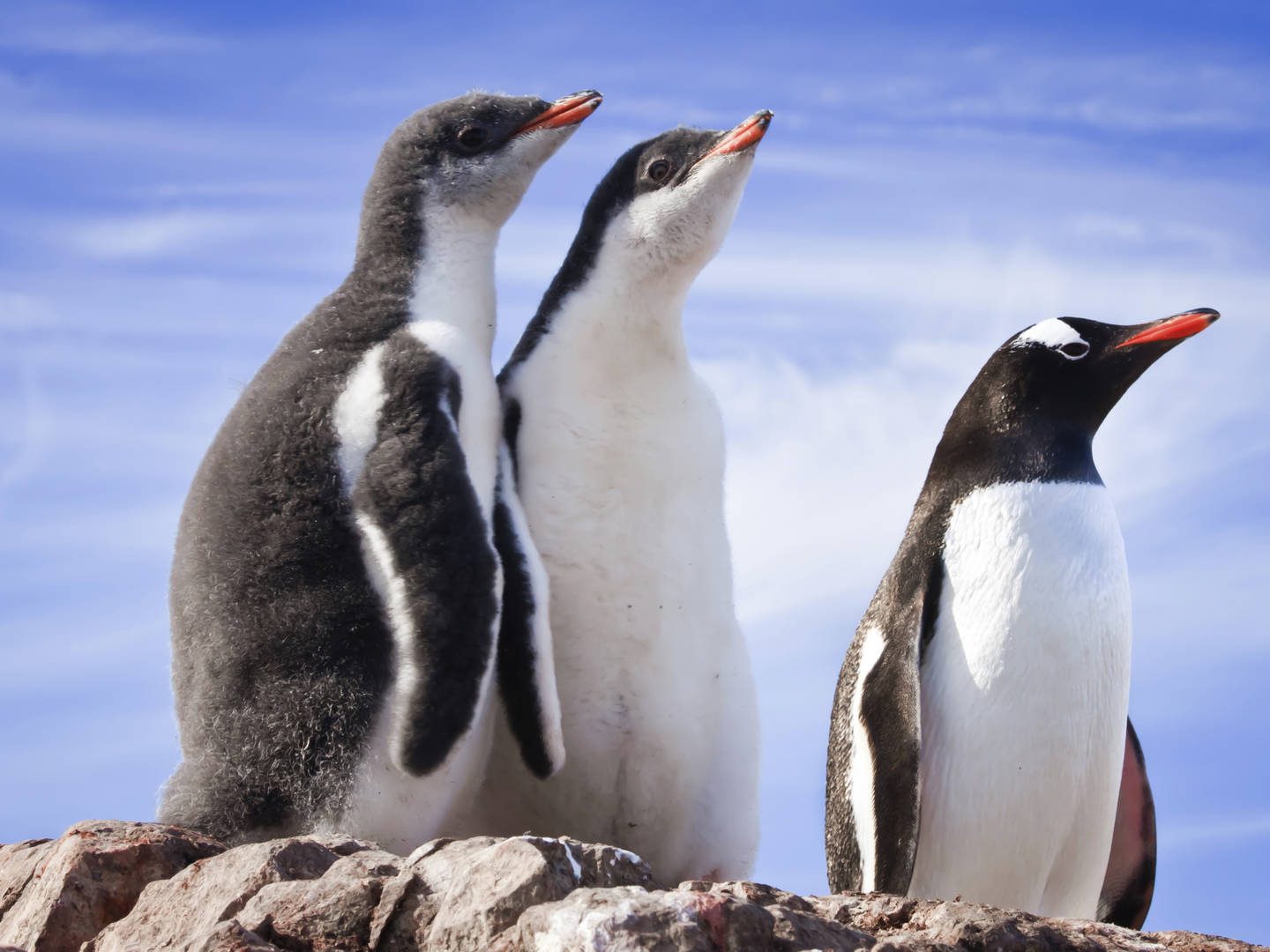 Junge Pinguine auf einem Felsen