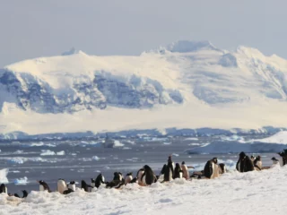 Eselspinguin-Kolonie auf Danco Island