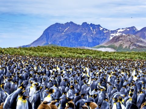 Südgeorgien: Pinguin-Kolonie